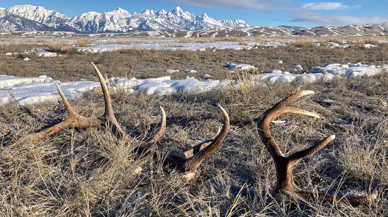 First Case of CWD Documented on the National Elk Refuge | An Official Journal Of The NRA