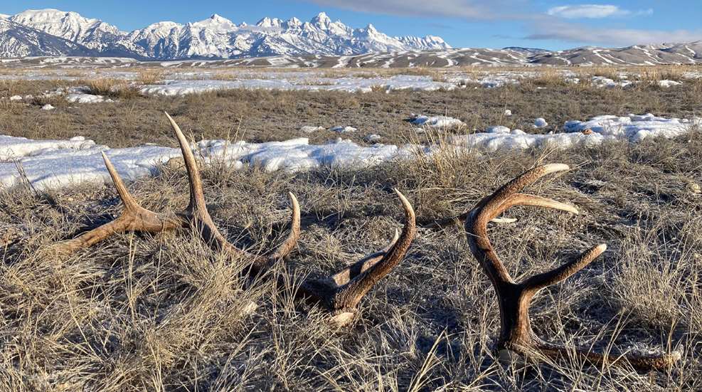 Ledefirst Case Of Cwd A