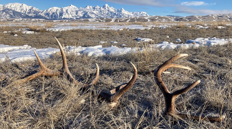 First Case of CWD Documented on the National Elk Refuge | An Official Journal Of The NRA
