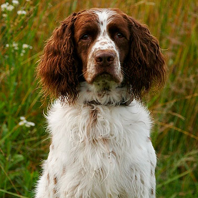 Best duck hunting sales dogs