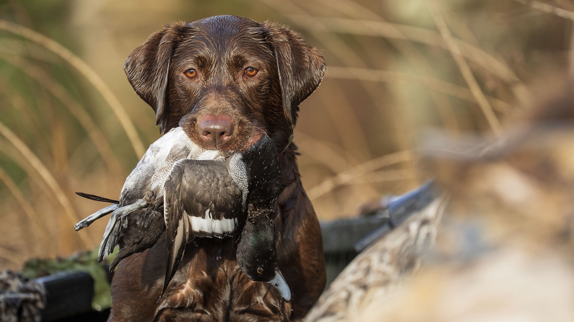 Dog with duck