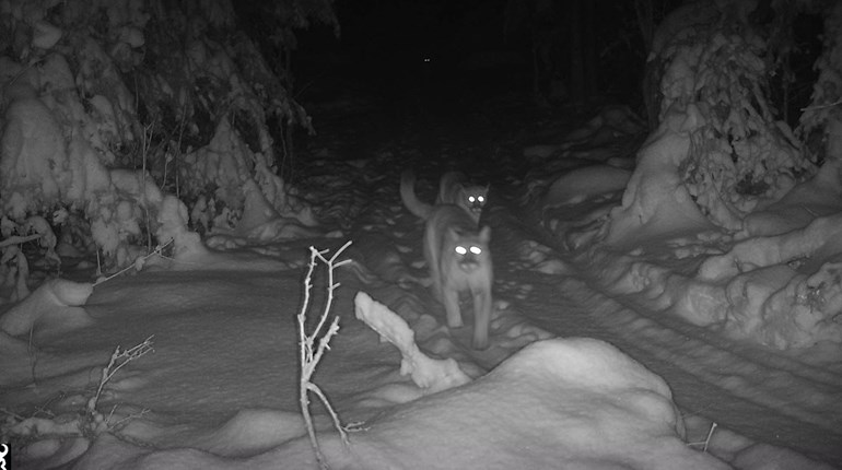 Landmark Cougar Reproduction Confirmed in Michigan | An Official Journal Of The NRA