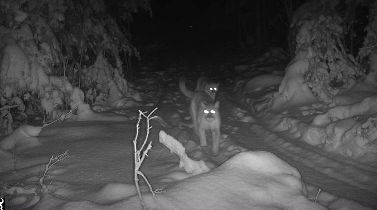 Landmark Cougar Reproduction Confirmed in Michigan | An Official Journal Of The NRA