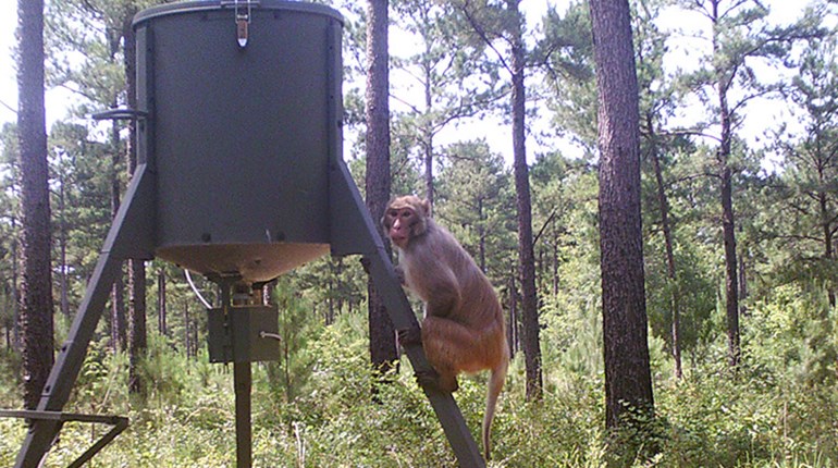 Photos: Monkeying Around | An Official Journal Of The NRA
