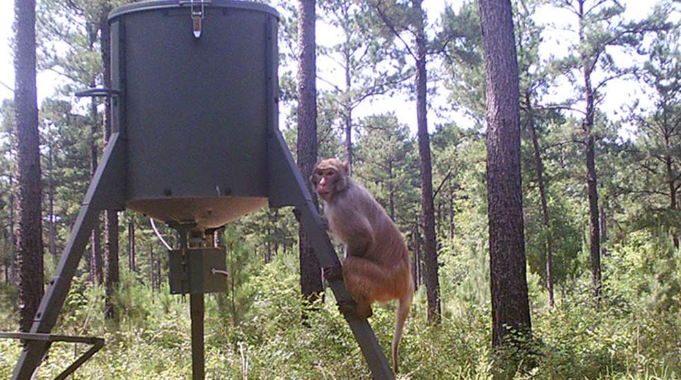 monekying_around_f.jpg