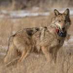 mainmexican-wolf.jpg