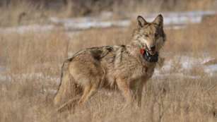 mainmexican-wolf.jpg