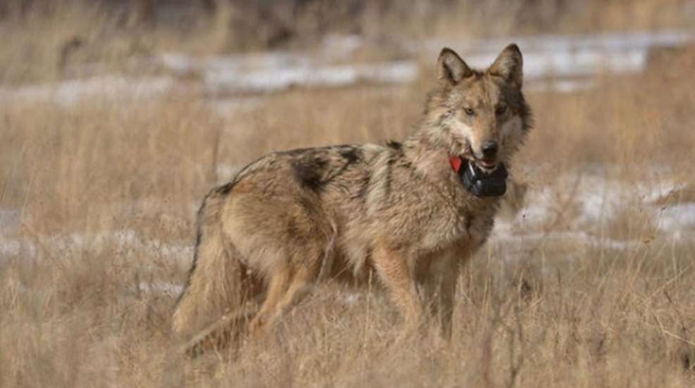 mainmexican-wolf.jpg