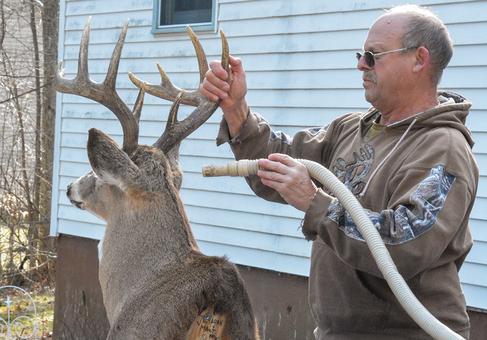 Man Cleaning Whitetail Buck Shoulder Mount Taxidermy