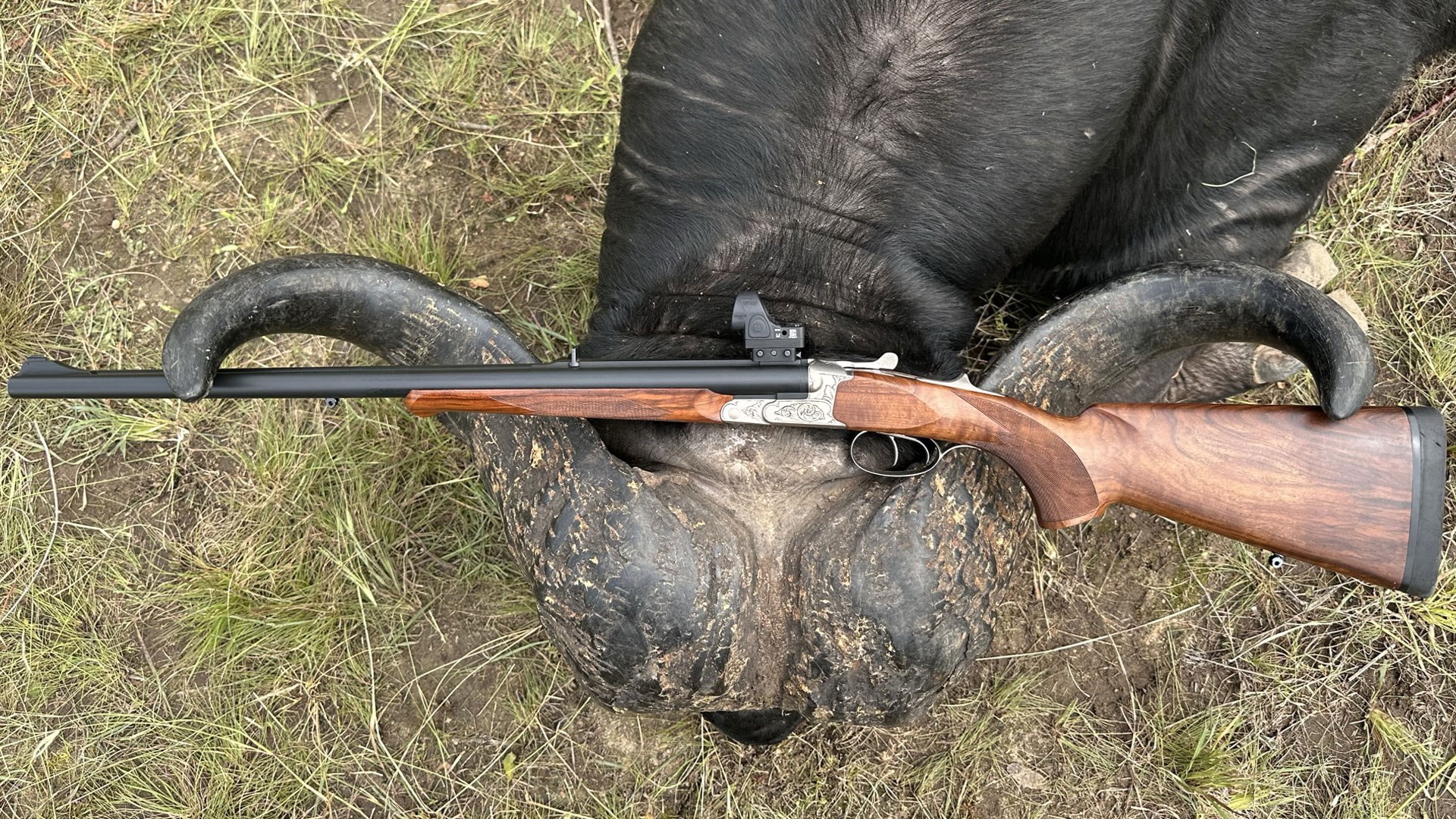 Rifle on cape buffalo horns