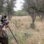 Looking for Hogs vs. Hunting Wild Boars | An Official Journal Of The NRA