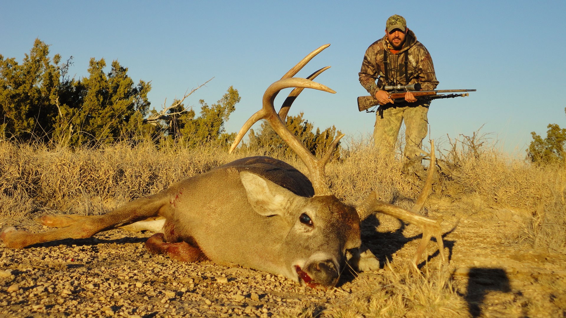 Hunter creeps up on slain deer with drop tine