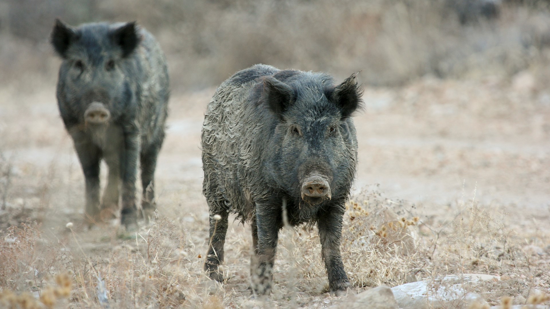 Hogs