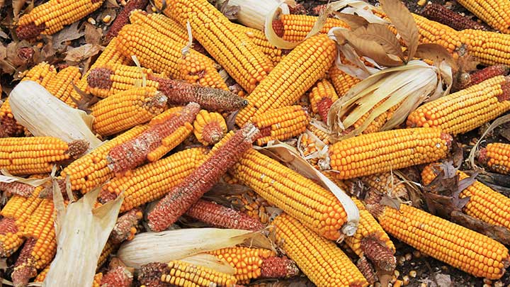 Corn on the ground in field