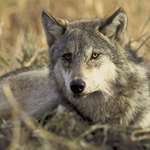 Wolf Lede
