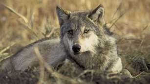 Wolf Lede