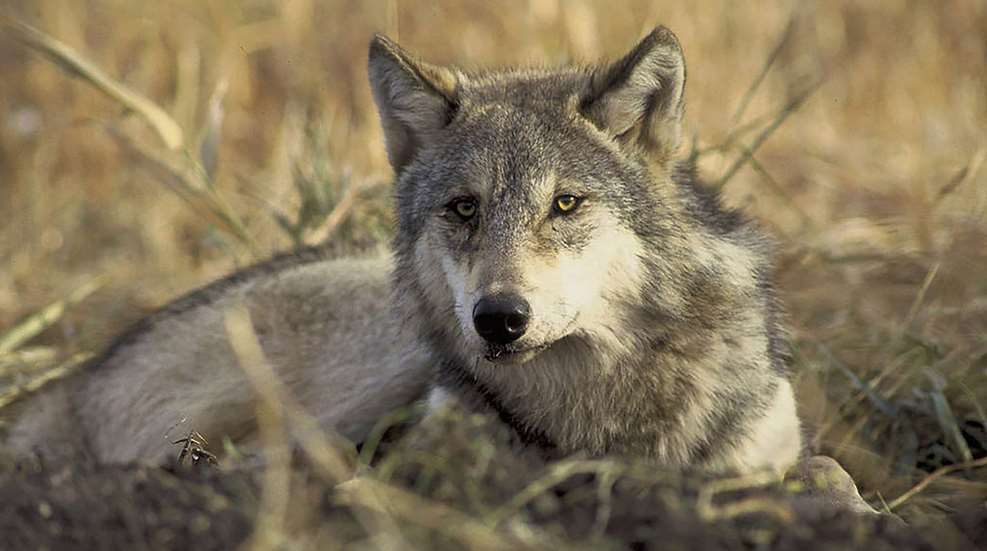 Wolf Lede