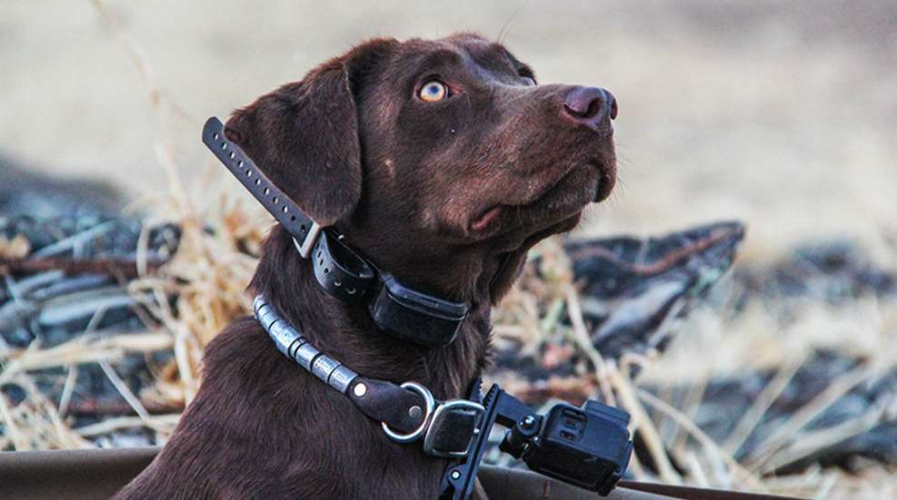 huntingdogsafetytips_lead.jpg