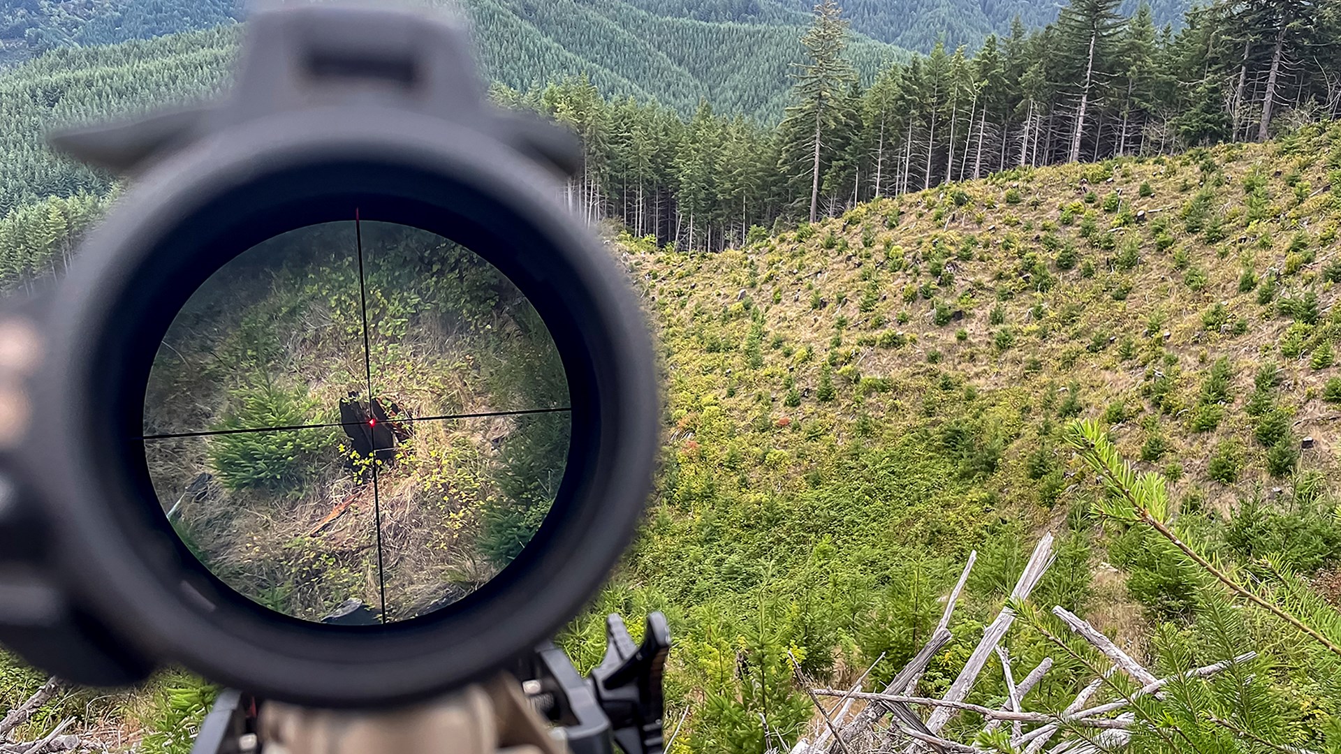 Glassing Bears