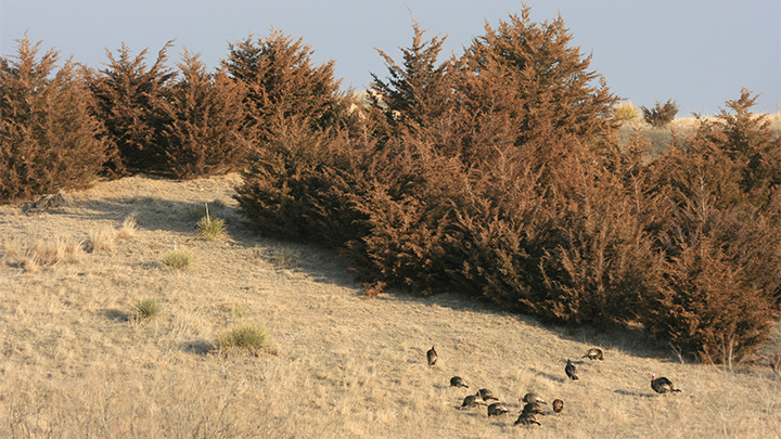 Turkeys feeding in field