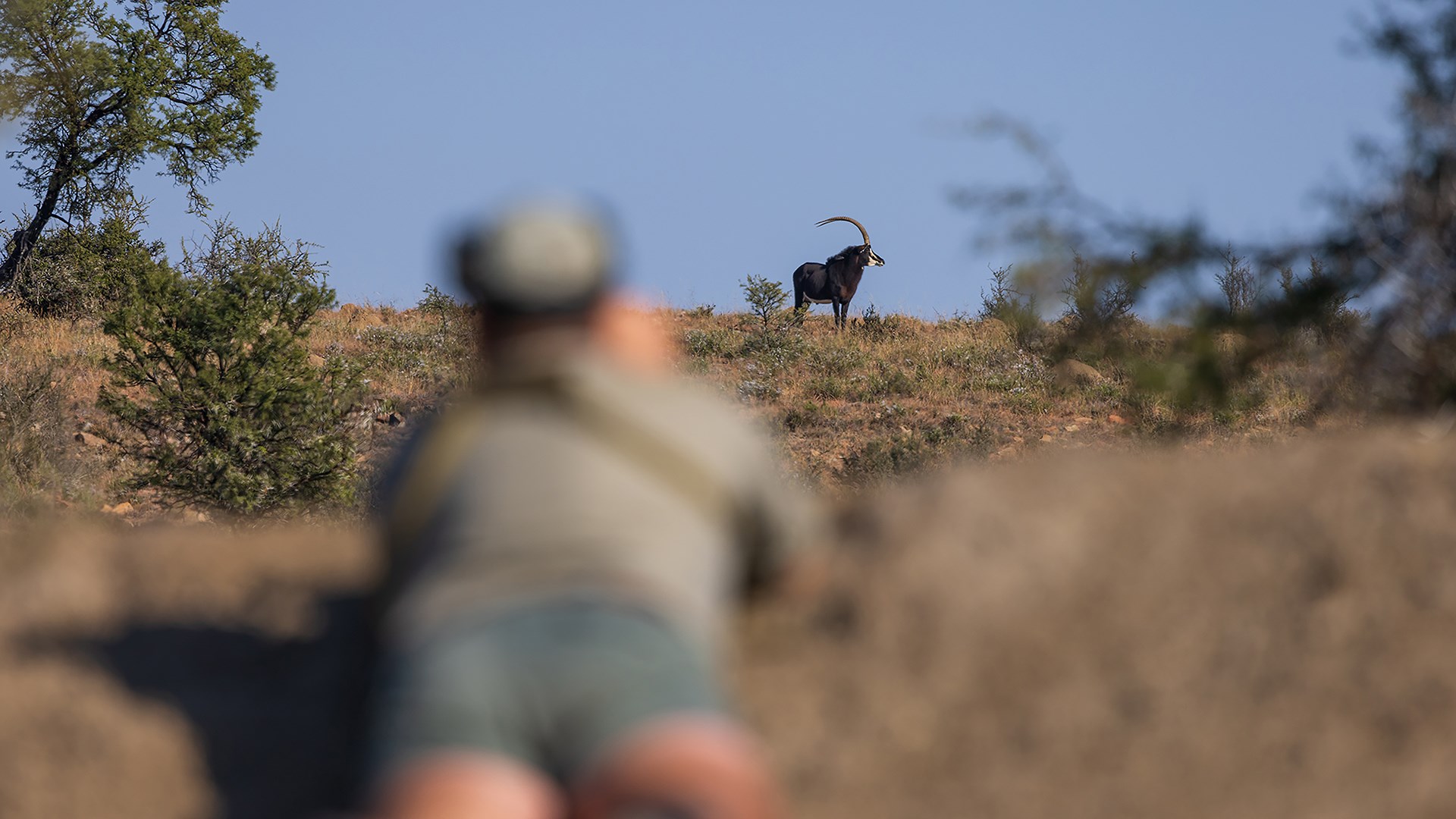 Glassing up a sable
