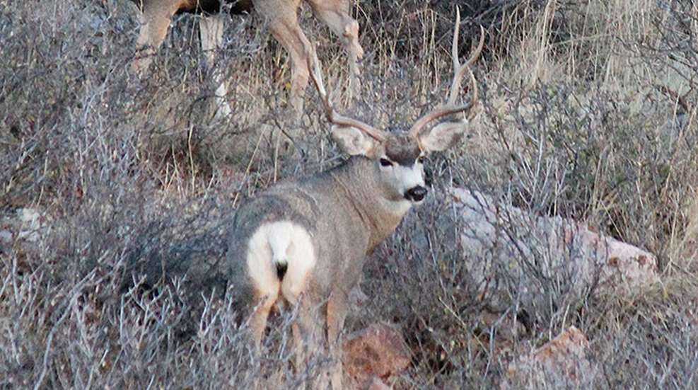 mule_deer_hide_f.jpg