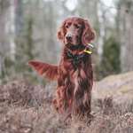 Irish Setter Lede