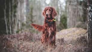 Irish Setter Lede