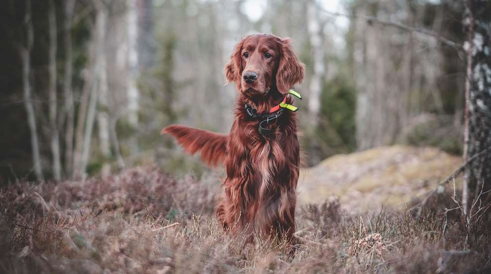 Irish Setter Lede