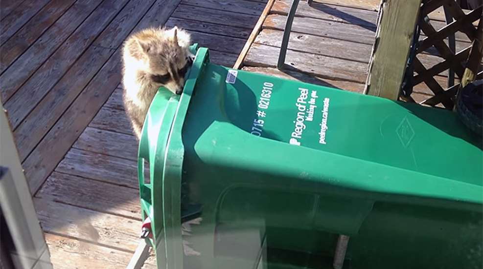 raccoon_steals_can_f.jpg