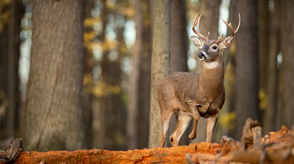 how-to-hunt-timber-dwelling-bucks_lead.jpg