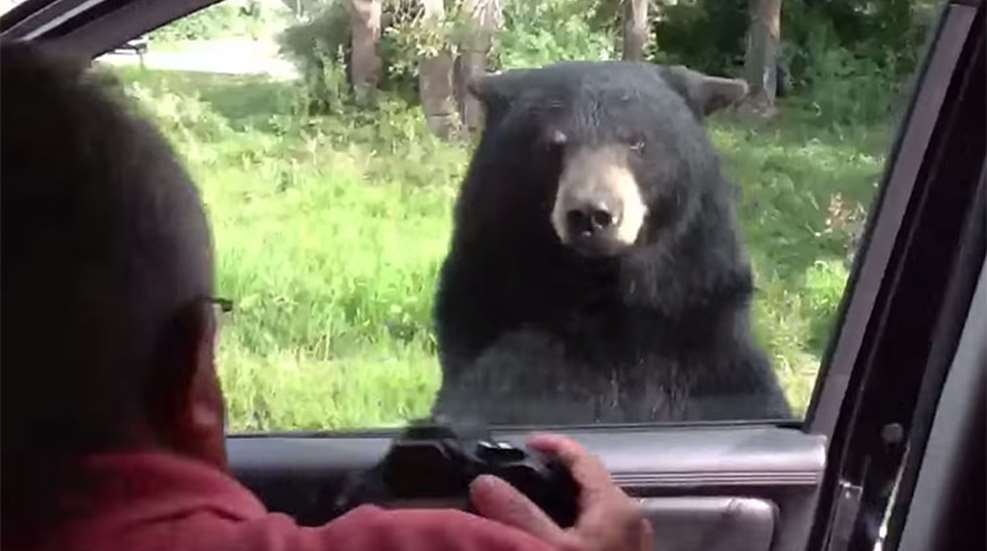 bear_opens_door_f.jpg