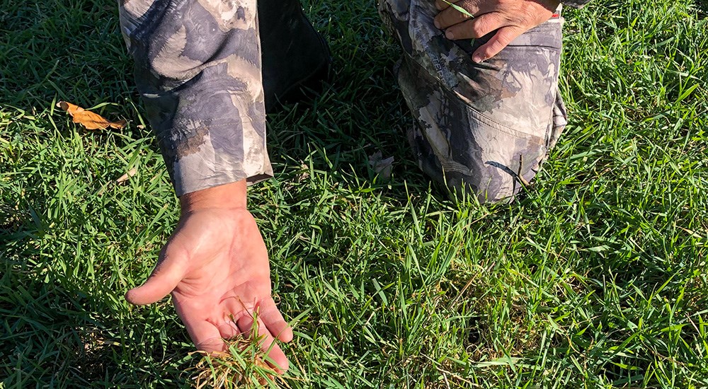 Male bending down and grabbing tuft of green grass on the ground.