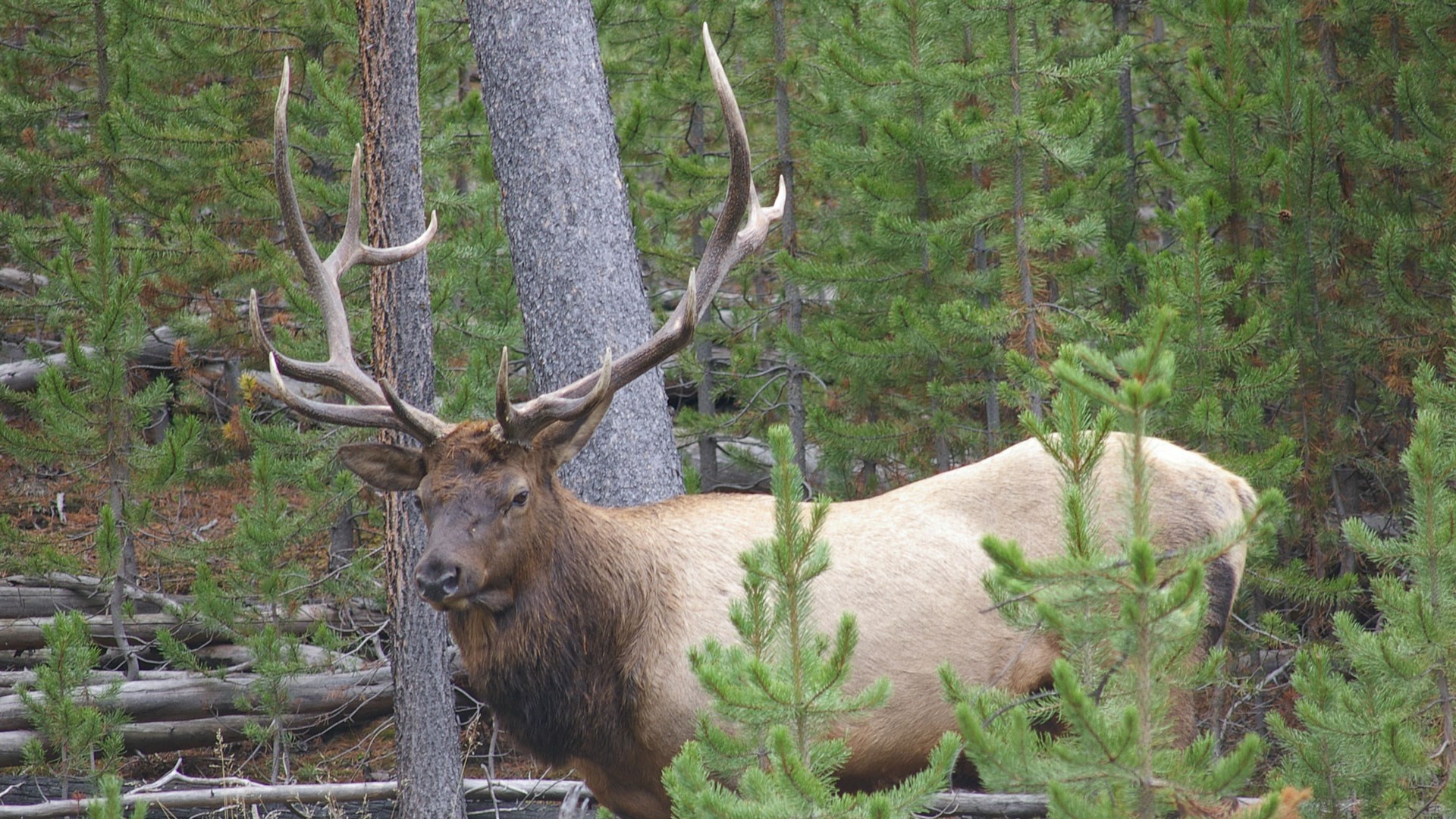 Elk Staring into camera