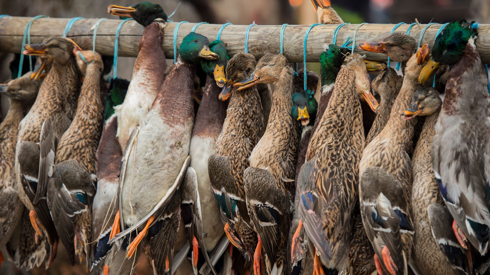 Dead Mallards hanging