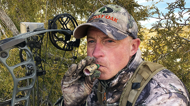 Bowhunter using cow call to attract bull elk