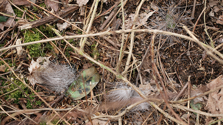 Whitetail Deer Hair Near Bedding Area