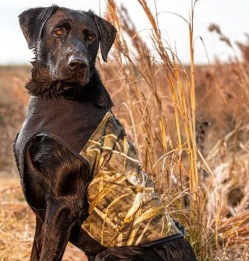 Waterfowling dog awaiting ducks