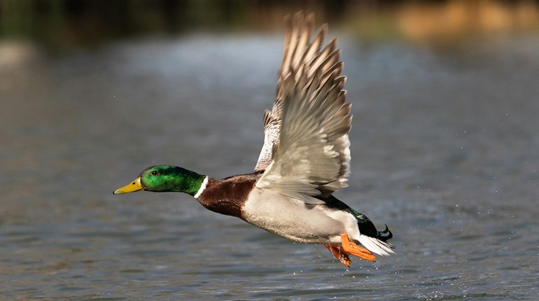 WMI Reminds Hunters to Get ‘HIP’ | An Official Journal Of The NRA