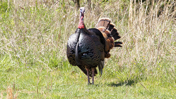 wild turkey strutting