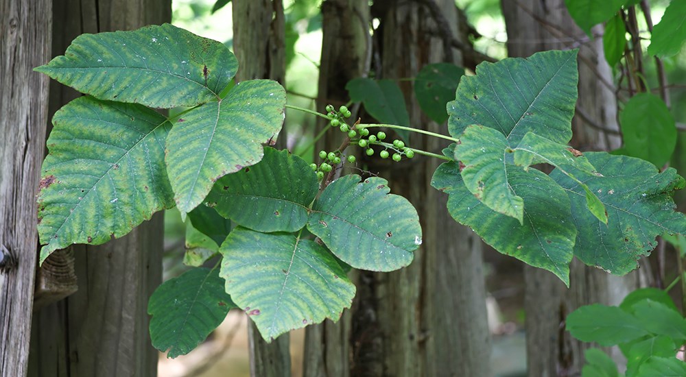 Poison Ivy in woods.