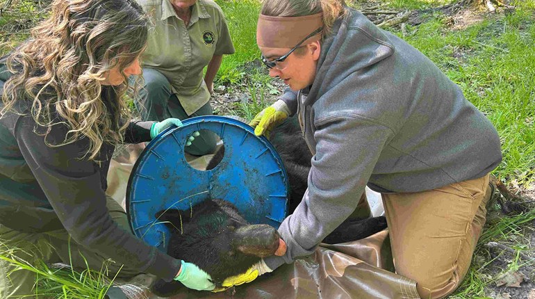 Michigan Biologists Remove Lid Stuck on Bear’s Neck for 2 Years | An Official Journal Of The NRA