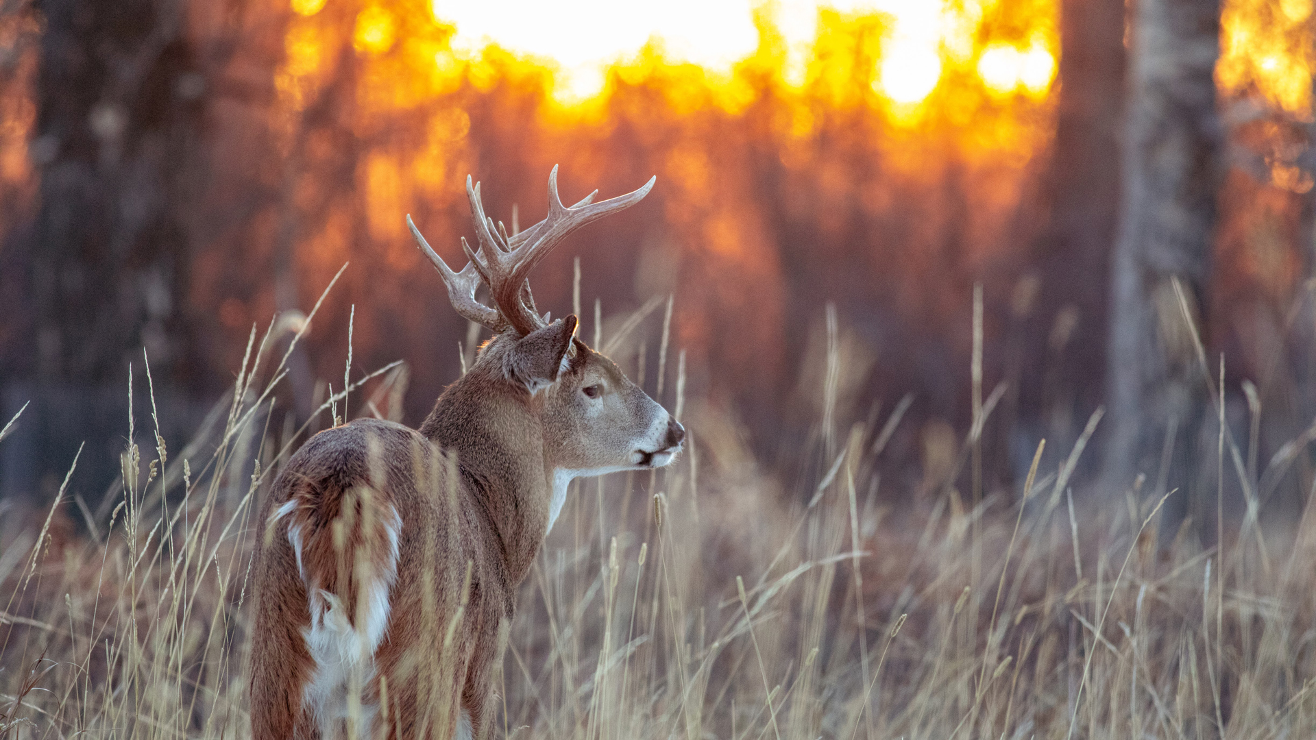 LEDE Whitetail Buck In The Setting Sun