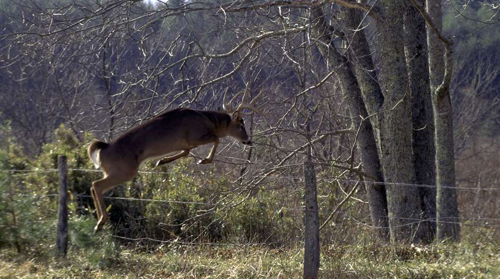 Buck Jumping Fence