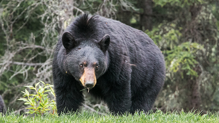 Black Bear Eating Grass