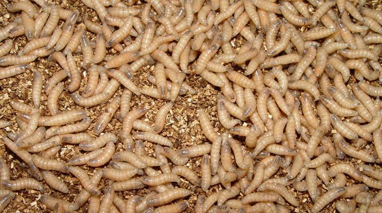 Screwworm Gains Toehold the United States | An Official Journal Of The NRA