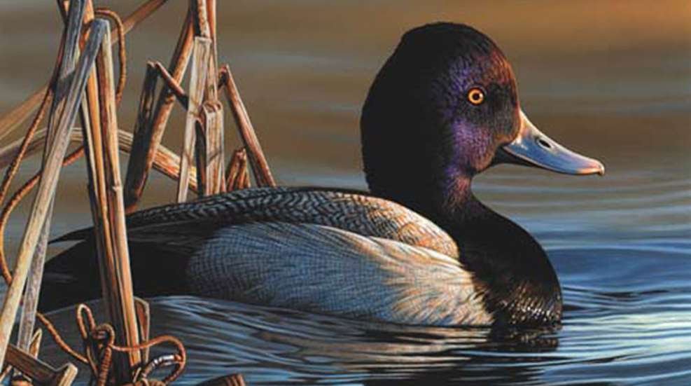 main2021-2022-richard-clifton-duck-stamp.jpg