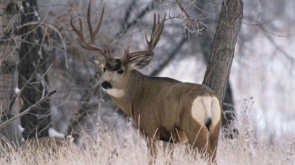 mule_deer_chess_f.jpg