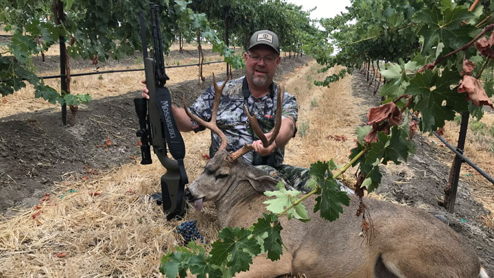 Hunter poses behind a downed blacktail buck in a vineyard