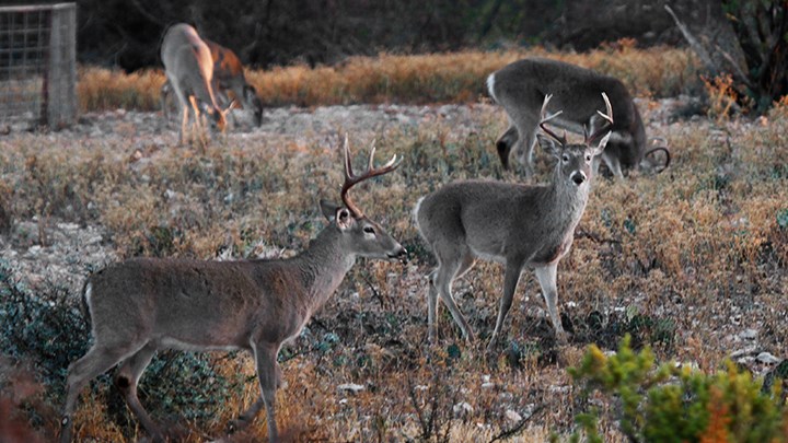 Whitetail Bucks in Field